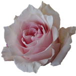 Sweet Bliss Rose quateur Ethiflora